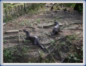 Otters